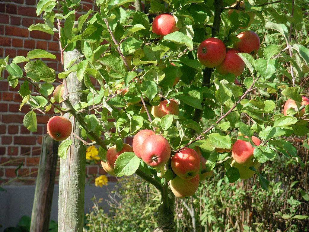 appelboom gloster