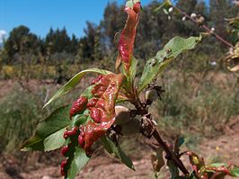 peach curled leaf disease