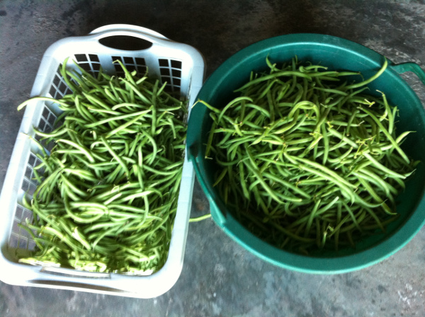 with beans always a big harvest