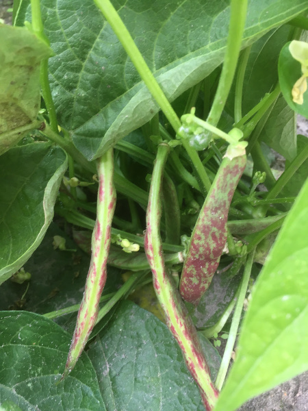 special two colored bush beans