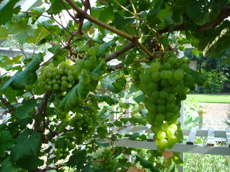 vroege vanderlaan witte druiven