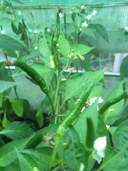 unripe peppers