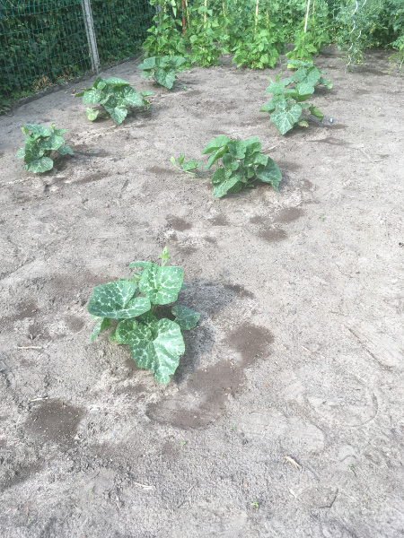 zeer jonge faktong planten