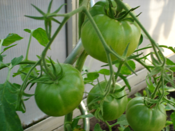 onrijpe tomaten