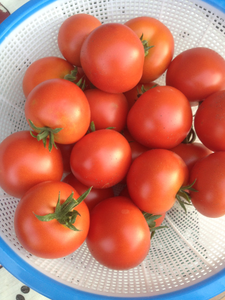 rijpe tomaten