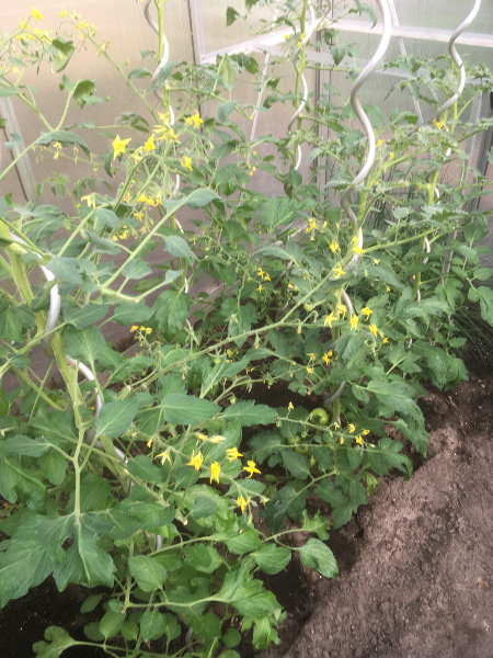 Thai tomatoes