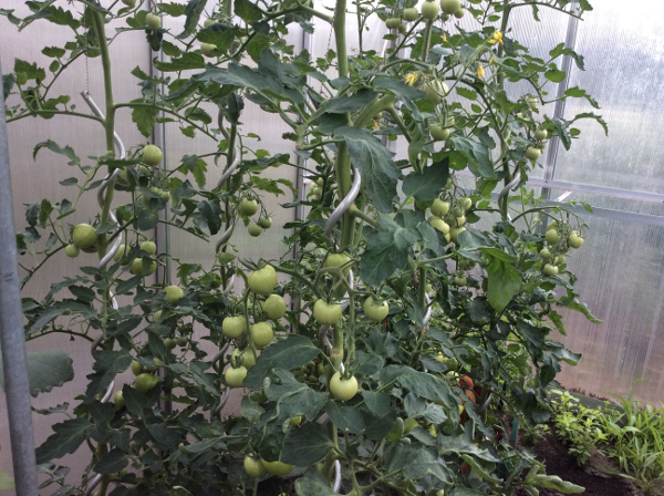 tomatoes against spiral rod